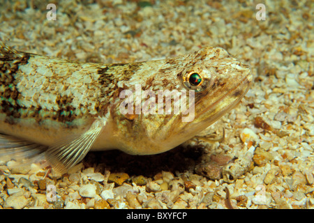 Lizardfish on Sand, Synodus saurus, Medes Islands, Costa Brava, Spain Stock Photo