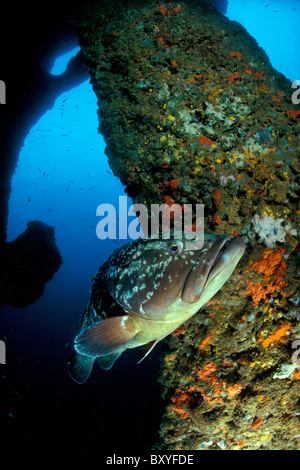 Dusky Grouper, Epinephelus marginatus, Medes Islands, Costa Brava, Spain Stock Photo