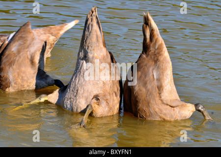 mute swans Stock Photo