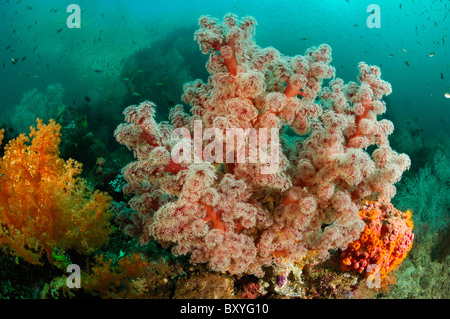 Red Soft Coral on Coral Reef, Siphonogorgia godeffroyi, Triton Bay, West Papua, Indonesia Stock Photo