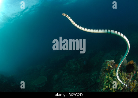 Venomous Banded Yellowlip Sea Snake, Laticauda colubrina, Triton Bay, West Papua, Indonesia Stock Photo