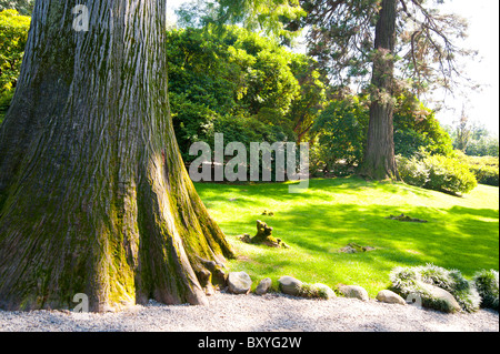 Taxodium Distichum taxodiaceae tree Stock Photo