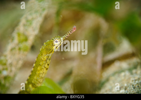 Reeftop or messmate pipefish in eelgrass, Manado, Sulawesi, Indonesia. Stock Photo