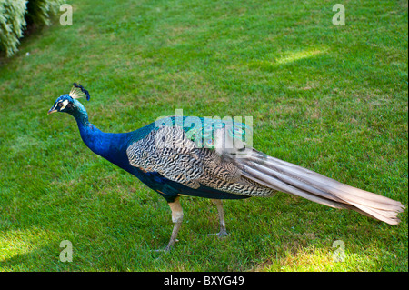 Peacock blue Stock Photo