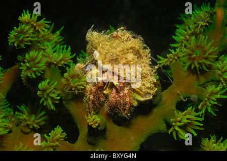 Hermit Crab on Green Tube Coral, Aniculus sp., Tubastrea micrantha, Triton Bay, West Papua, Indonesia Stock Photo