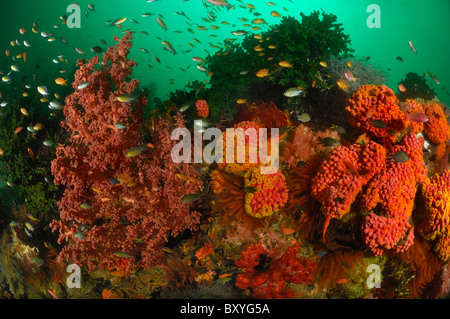Reef of Cup Corals, Tubastrea sp., Triton Bay, West Papua, Indonesia Stock Photo