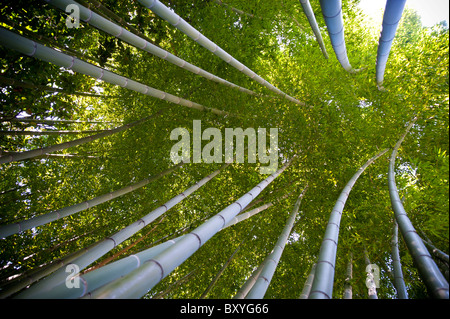 Bamboo canes Phyllostachys Pubescens Gramineae Stock Photo