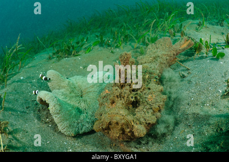 An estuarine stonefish burying itself alongside an anemone, Manado, Sulawesi, Indonesia. Stock Photo