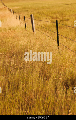 Fence in yellow prairie grass Stock Photo