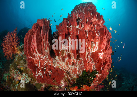 Red Barrel Sponges on Coral Reef, Xestospongia testudinaria, Raja Ampat, West Papua, Indonesia Stock Photo