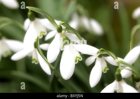 Spring snowdrops Stock Photo