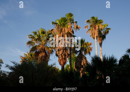 Washingtonia Robusta Palm Trees Stock Photo 311397628 Alamy