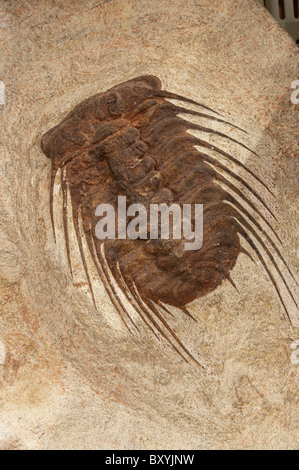 Selenopeltis Trilobite Fossil Stock Photo