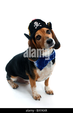 Studio shot of a funny beagle dog in a pirate costume looking up Stock Photo