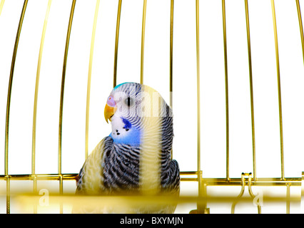 Parrot in cage. It is isolated on a white background. Stock Photo