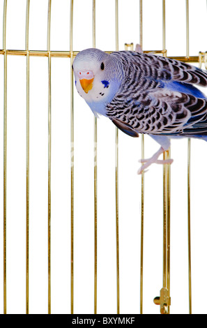 Parrot on a lattice cage. It is isolated on a white background. Stock Photo