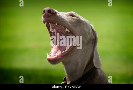 A young male Weimaraner Stock Photo