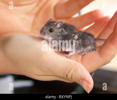 Deer Mouse twins in hand. Stock Photo