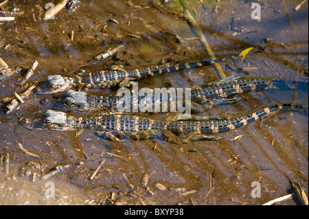Young alligators resting, Florida USA Stock Photo