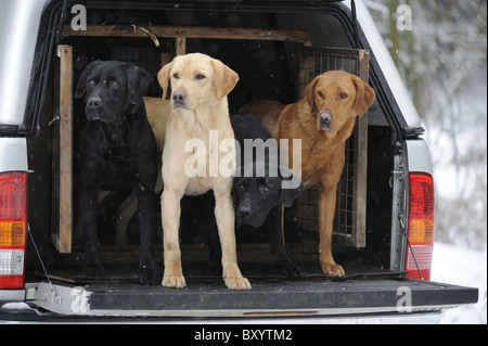 Labrador Retrievers in back of vehicle on a shoot day Stock Photo