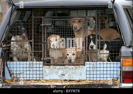 Group of dog in the back of a vehicle on a shoot day Stock Photo