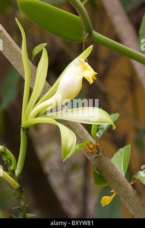 Close-up of Vanilla planifolia plant and flower Stock Photo