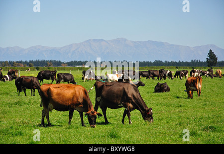 Cows in field with Southern Alps behind, near Rakaia, Canterbury, South Island, New Zealand Stock Photo