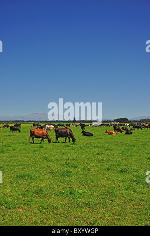 Cows in field with Southern Alps behind, near Rakaia, Canterbury, South Island, New Zealand Stock Photo