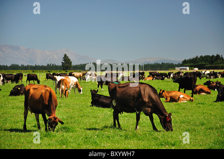 Cows in field with Southern Alps behind, near Rakaia, Canterbury, South Island, New Zealand Stock Photo