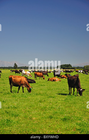 Cows in field with Southern Alps behind, near Rakaia, Canterbury, South Island, New Zealand Stock Photo