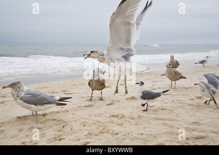 Long Island, Seagulls on beach Stock Photo