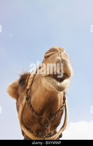 Dromedary camel (Camelus dromedarius) head Stock Photo