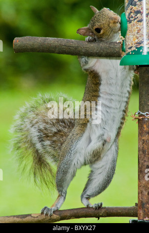 Squirrel raiding bird feeder. Stock Photo