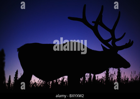 Silhouette of Elk against sky at dusk Stock Photo