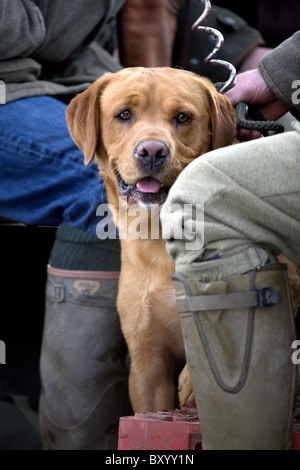 Fox red Labrador Retriever with owner on a shoot day Stock Photo