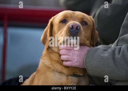 Fox red Labrador Retriever with owner on a shoot day Stock Photo
