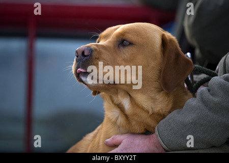 Fox red Labrador Retriever with owner on a shoot day Stock Photo