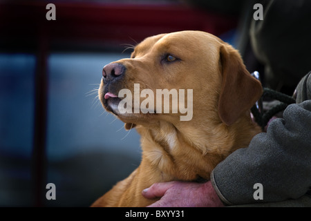 Fox red Labrador Retriever with owner on a shoot day Stock Photo