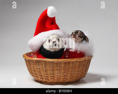 two pet chihuahua dogs in basket dressed in Christmas outfits Stock Photo