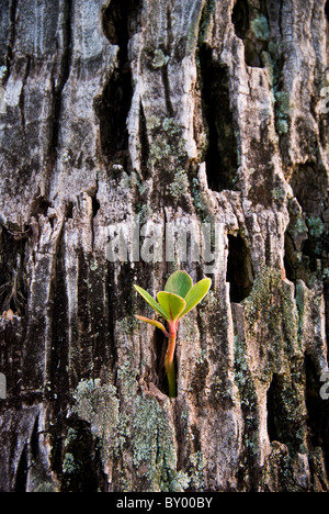 Small plant seedling emerges from old tree trunk near Ka'anapali, West Maui, Hawaii Stock Photo