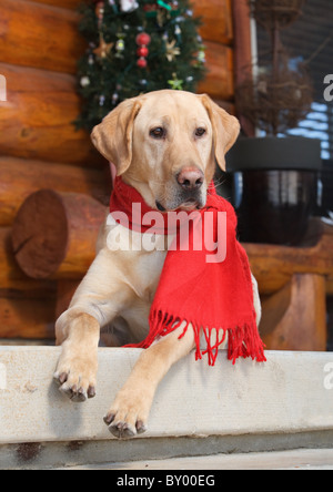 beautiful labrador retriever sitting on porch alert Stock Photo