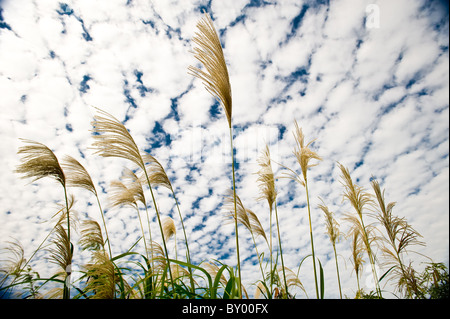Upward view of susuki grass near Shuri Castle Park, Naha, Okinawa, Japan Stock Photo