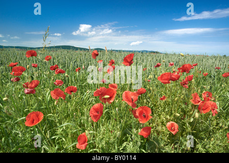 Meadow with poppies, Poland Stock Photo