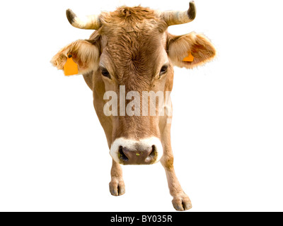 Cow close up portrait, isolated in white background Stock Photo