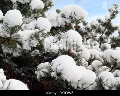 Pine tree with a heavy snow on it Stock Photo