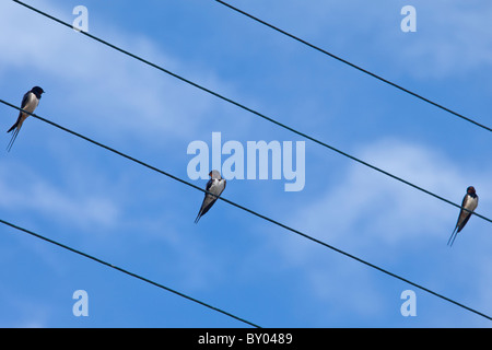 Three swallows perching, bird on the wire, in County Clare, West of Ireland Stock Photo