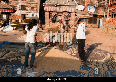 sifting rice grains during the autumn harvest in the old city of Bhaktapur near Kathmandu, Nepal Stock Photo