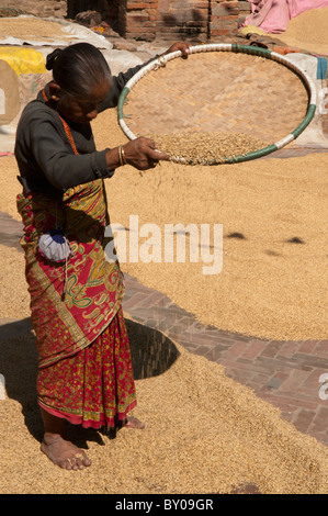sifting rice grains during the autumn harvest in the old city of Bhaktapur near Kathmandu, Nepal Stock Photo