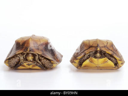 two Keeled Box Turtles - cut out / Pyxidea mouhotii Stock Photo