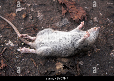 Dead rat lying on its back Stock Photo